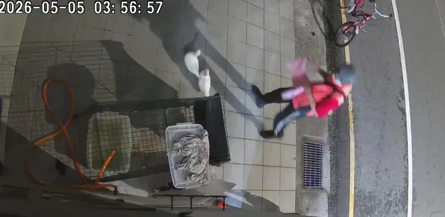 影/男偷2隻柯爾鴨還對監視器比YA　監視器畫面曝