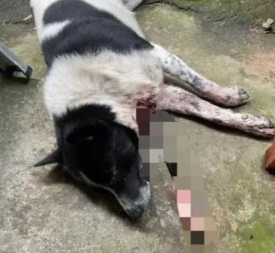 影/苗栗三義校園旁驚見「暗箭殺手」！浪犬遭「穿胸獵殺」　1死1重傷