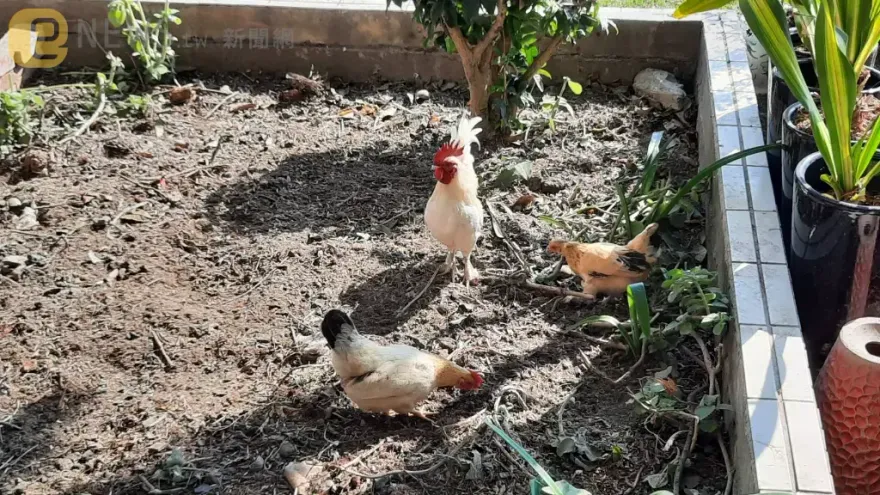 獨／全台鬧蛋荒！彰化這間小學校雞超會生　學生天天撿蛋成「滿蛋大亨」