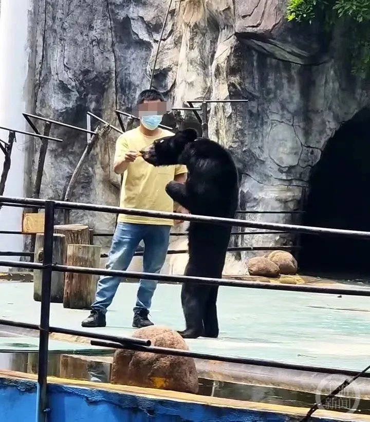 動物園「黑熊瘦成老鼠」？遊客心疼營養不良　園方：夏天掉毛才顯瘦