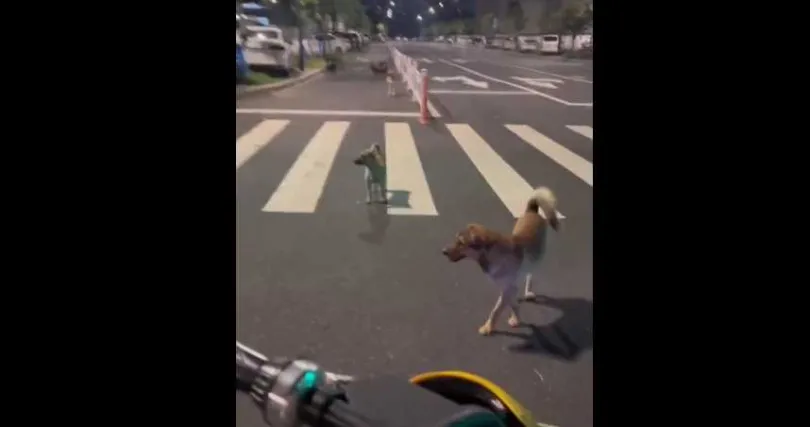 8大狗「圍堵狂吠」妹子！她神反應「幹嘛呀兄弟們」牠們無趣離開