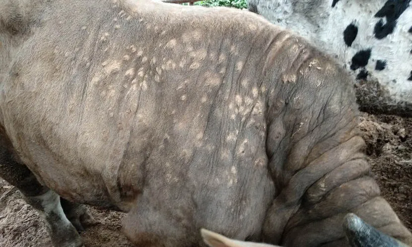 南韓出現境內首例「牛結節疹」　農食品部計畫撲殺其餘40頭牛
