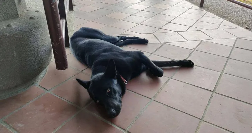 心太壞！嘉義表藝中心遭不肖人士放毒餌　2法鬥犬誤食一死一命危