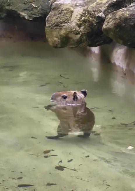 影/麥可傑克森轉世？水豚君水中「月球漫步」萌翻網　動物園揭雙足行走真相