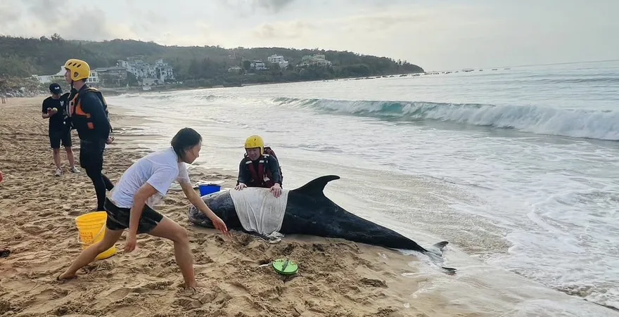 影/遭鯊魚攻擊！南灣鯨豚擱淺全身傷奄奄一息　搶救無效死亡
