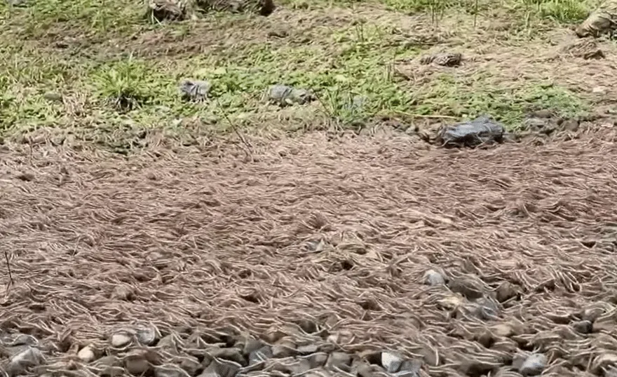 影/蠕動場面嚇死人！海量昆蟲遷徙「一波接一波」　氣象署：不代表地震將至