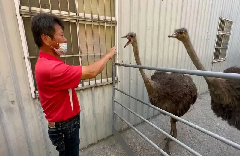 飼主現身收4600罰單！逃家鴕鳥賭氣咬他「太晚來了」　他開心喊：平安就好