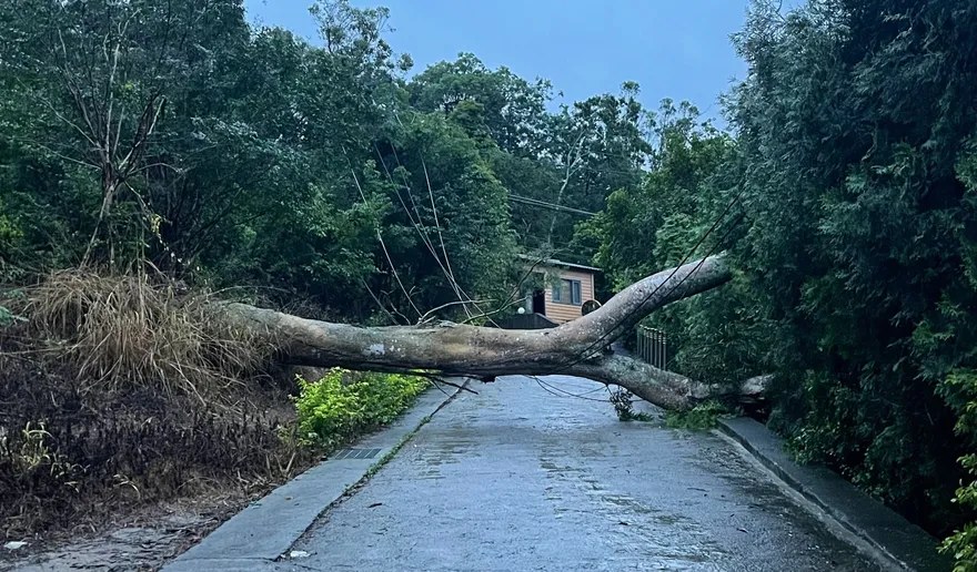 苗栗苑裡雨彈侵襲！大樹倒塌壓斷電桿　33戶停電