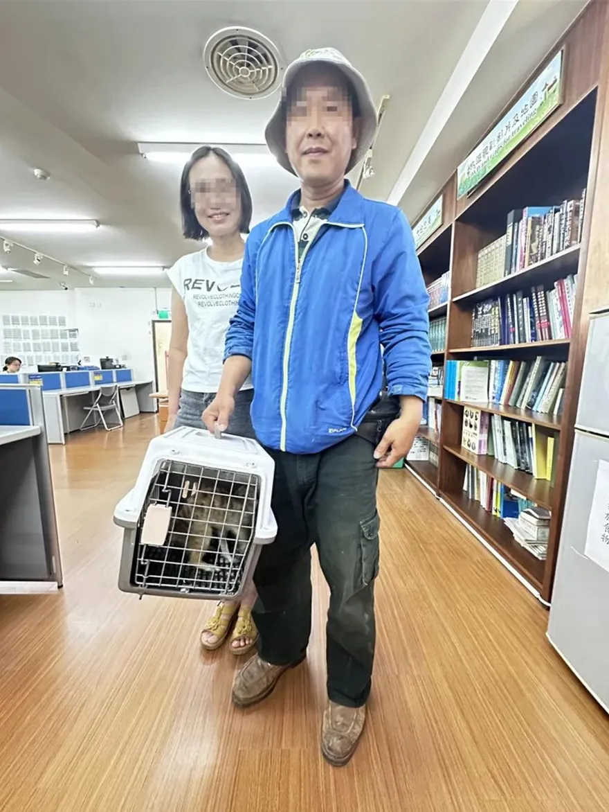 影／一定要幸福！走失狐獴「丁滿」開放領養　 97人登記…南投夫妻中籤
