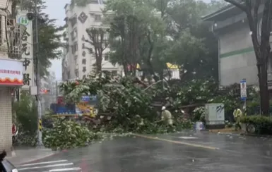 康芮強風豪雨摧殘！新北永和民權路「路樹倒塌」釀災　道路緊急封閉