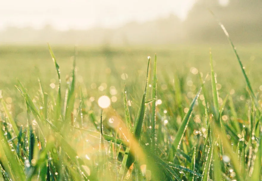 穀雨易情緒波動！憂鬱症發病增2成　中醫教牛蒡茶養生