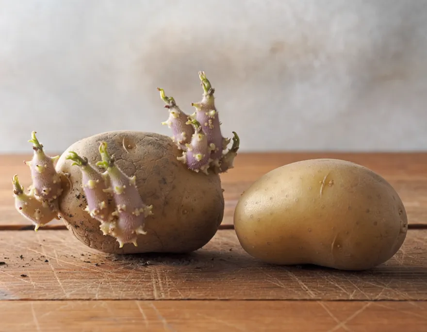 馬鈴薯抑芽劑「克普芬」更毒？歐盟列二級致癌物