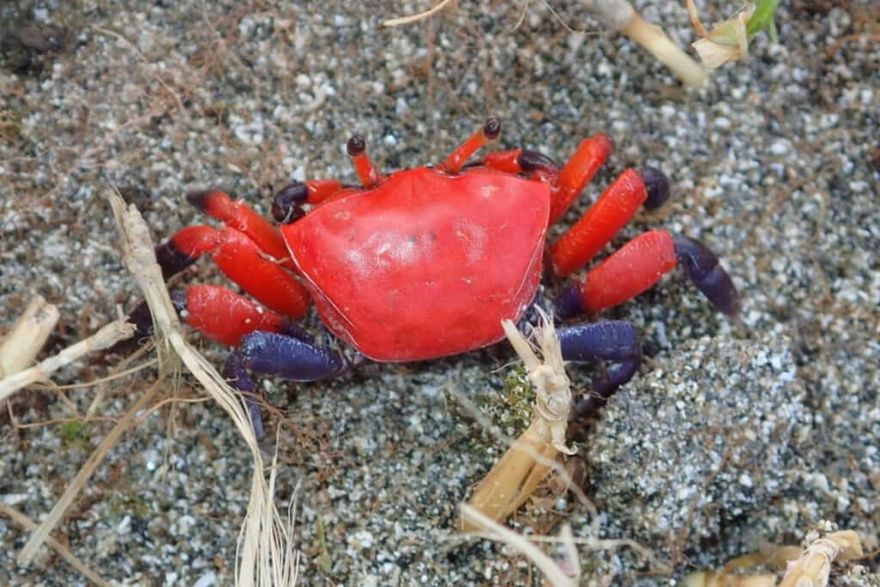 海保署首查蘭嶼海洋底棲生物　32種新紀錄種曝光