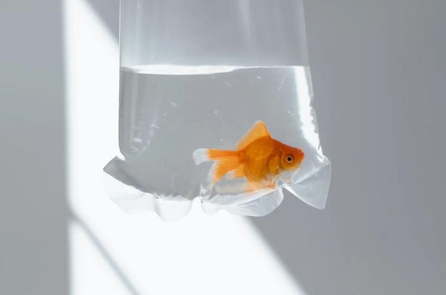 養金魚竟被要求6千元「寵物租金」！　他授「一招」震驚全網