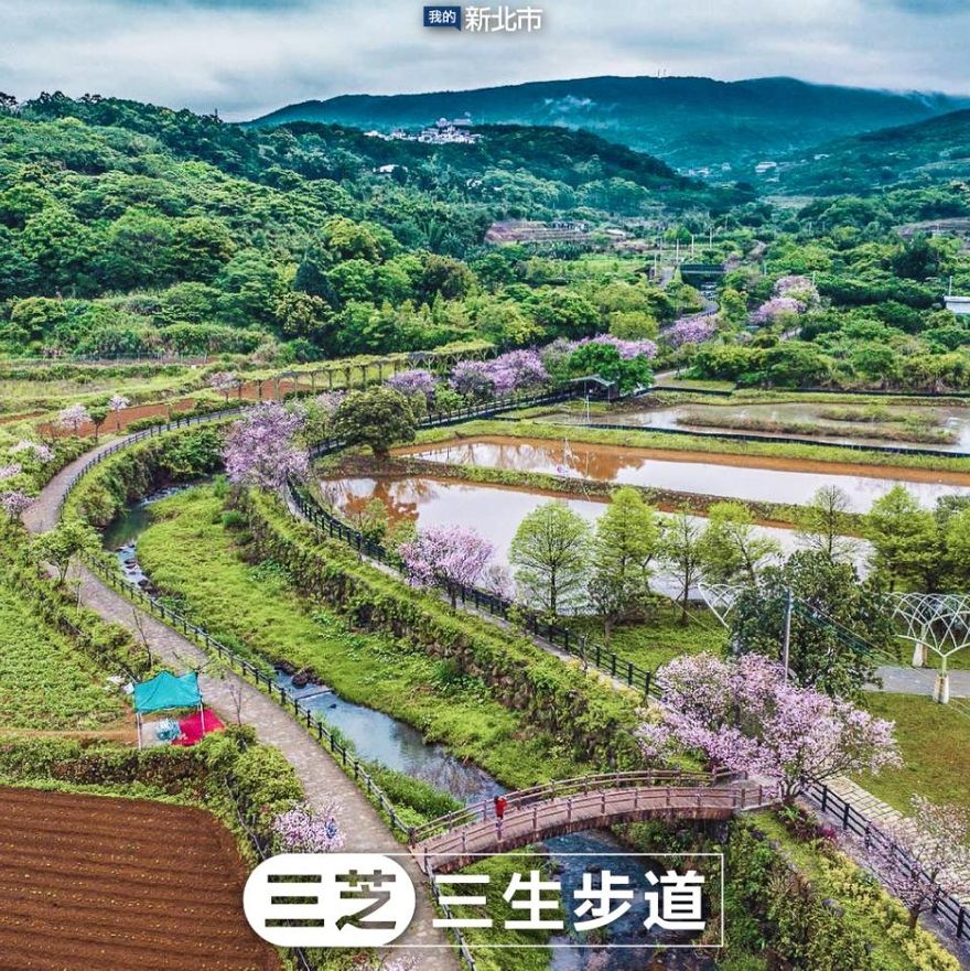粉紅秘境在新北三芝！三生步道「300株吉野櫻」預估3月中旬綻放