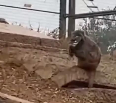 女子到動物園遊玩手機卻被猴子撿走　打過去竟被掛電話還回撥給老公