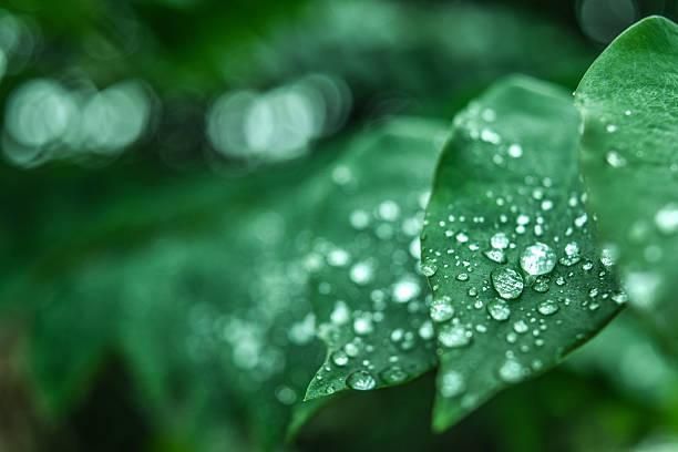 今天是穀雨！環境濕氣重　當心濕熱疾病　中醫推「薏仁橘皮瘦肉粥」養生