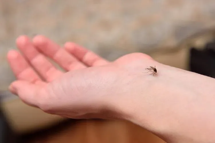 睡個覺蚊子一直吵！她教戲耍黑蟲妙招　得意喊：屢試不爽