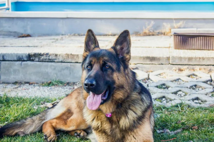 手指被牧羊犬咬　竟染「罕見細菌」昏迷！搶救7天宣告死亡