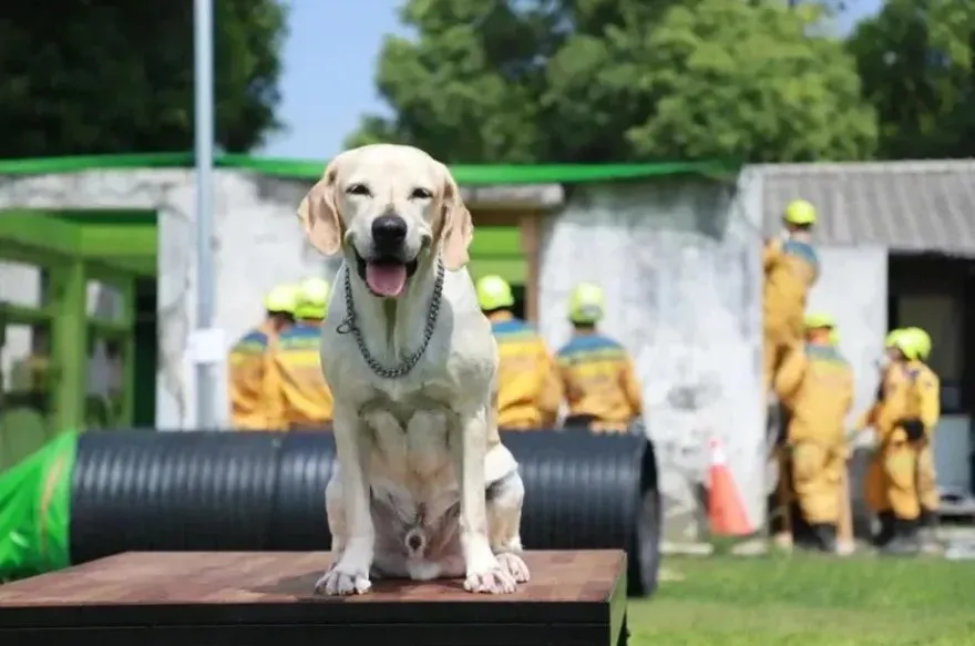 昔支援花蓮震災！9歲搜救犬「鐵雄」光榮退役　開放申請領養