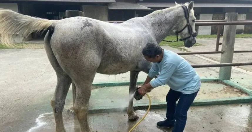 太驚人！台中觀光勝地后里馬場傳虐馬　「26匹死9隻」全因營養不良