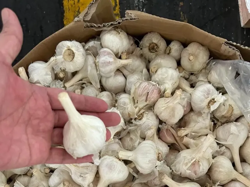 貨櫃「箱中箱」藏900萬蒜頭、香菇絲　父子檔走私大陸劣質農產品被逮