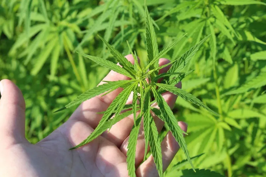 避免「娛樂性大麻」惹大麻煩！精神科醫曝「戒斷、退藥」後果