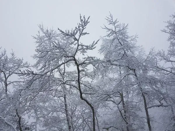 追雪族注意！4類人恐遭「雙急症」夾擊　專家示警：合歡山比玉山危險