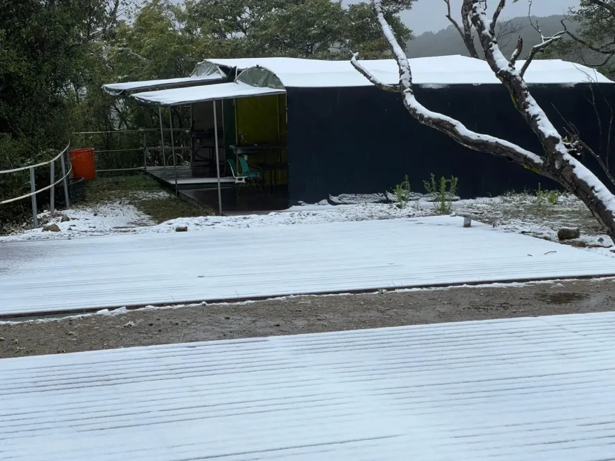 三峽清肺農場也下雪了！佛山寺入口設管制　加雪鏈才能通行