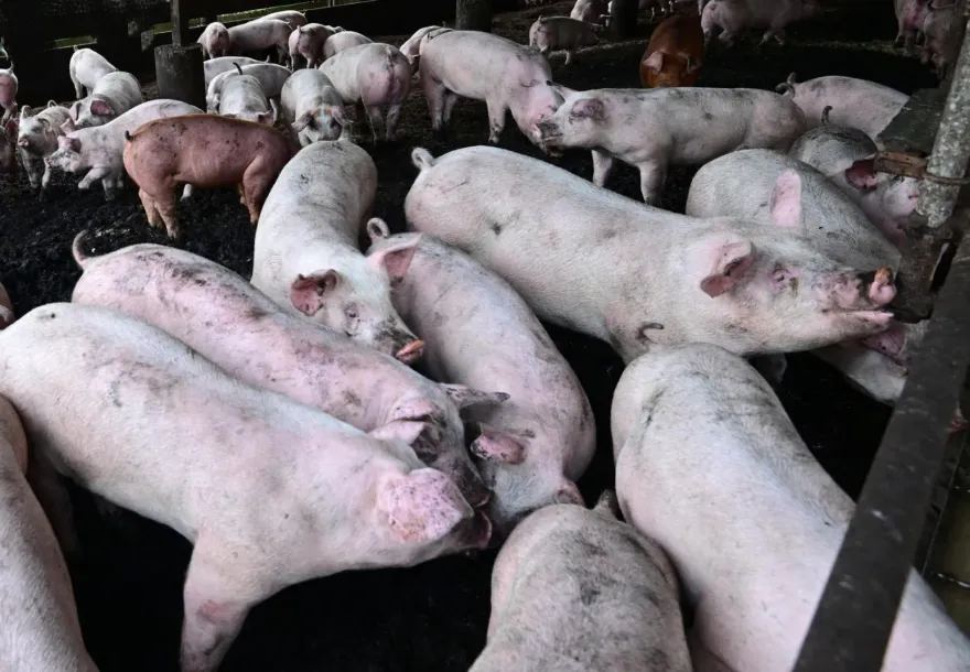 農業部再擴大清查「6縣市9處肉豬場」！156件樣本「均未驗出瘦肉精」