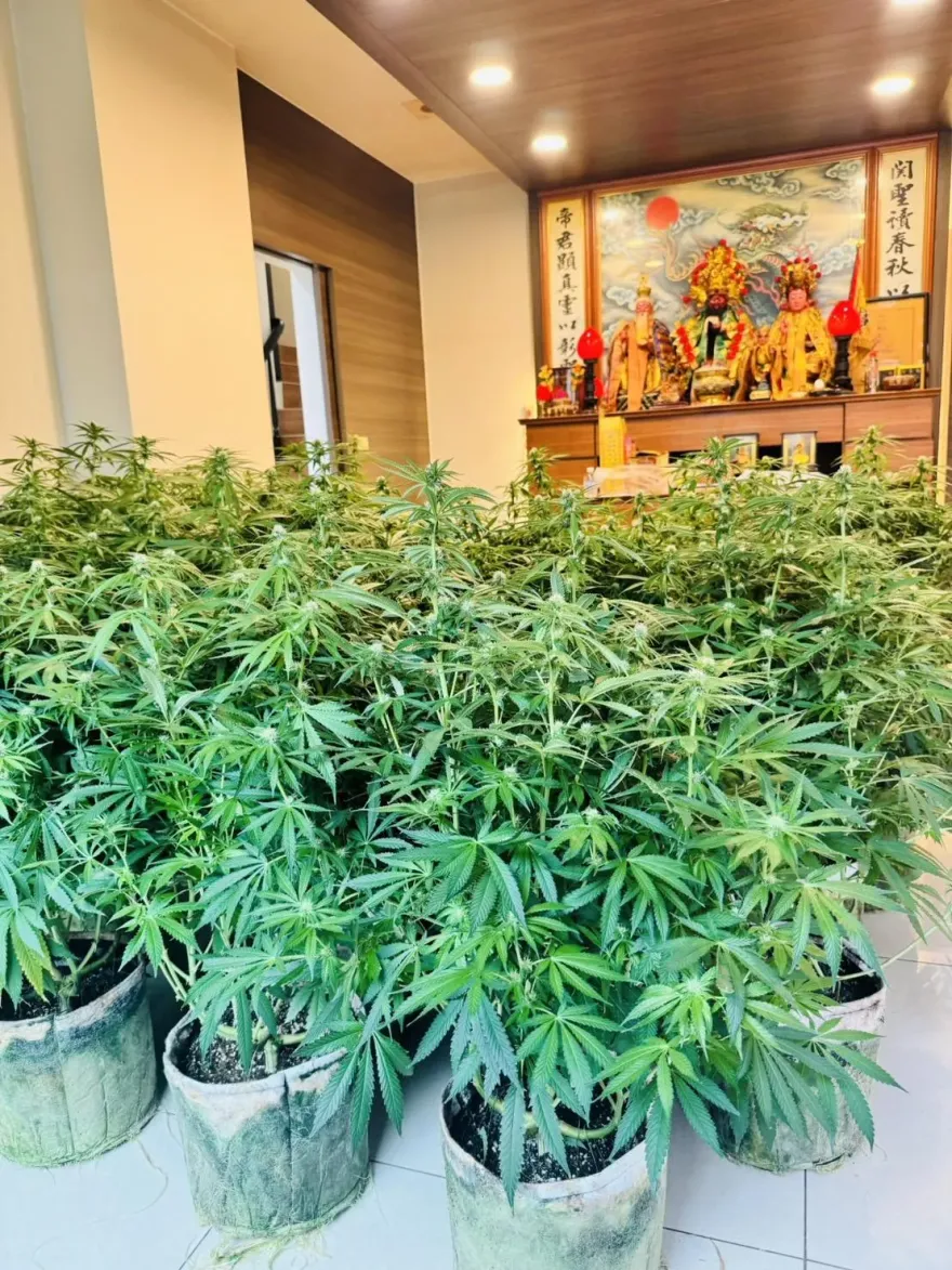 影/嘉義裝潢師花200萬赴泰深造「毒師」　關公神明廳種千萬大麻