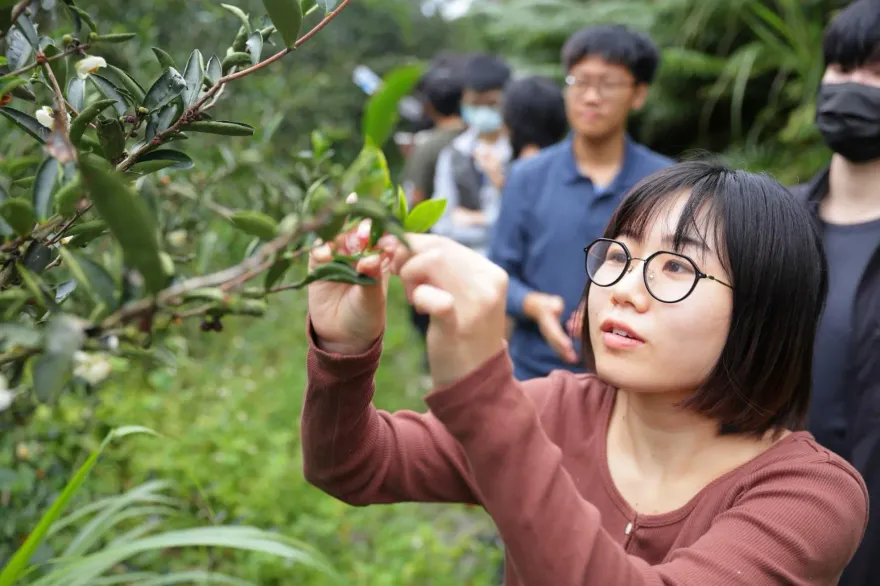 新北「春遊三鶯」開跑！體驗梅醬餅乾、茶香、藍染　即日起開放報名