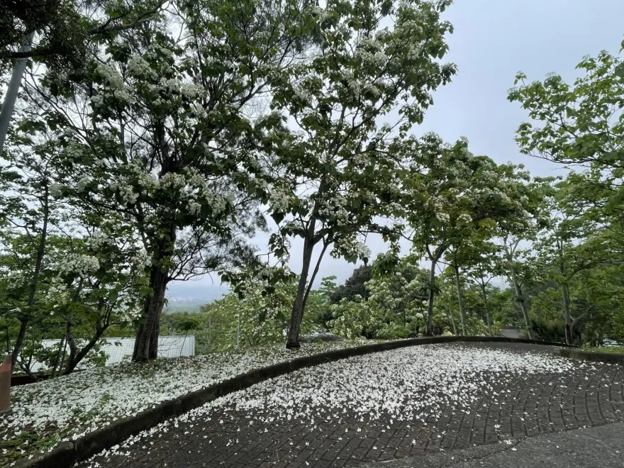 姜太公客家大院桐花盛開！ 「桐花王」、「桐花順」最搶鏡