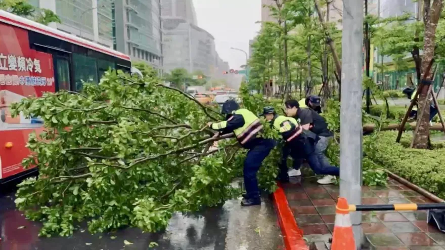 影/北市內科10米高路樹倒塌　尖峰時段擋道出動吊車排除
