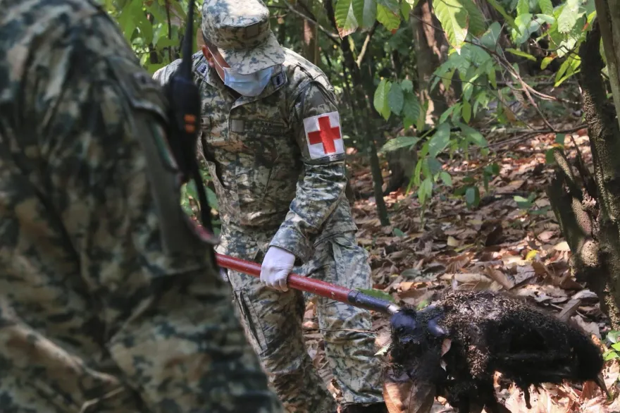 墨西哥熱浪47度恐怖高溫　當地象徵性動物「吼猴」疑中暑大量死亡