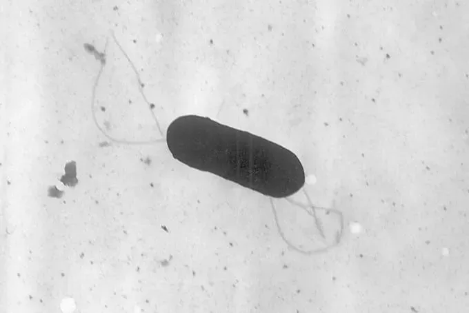 李斯特菌肆虐！美國2死、28人住院　竟是吃了「冷藏熟肉片」