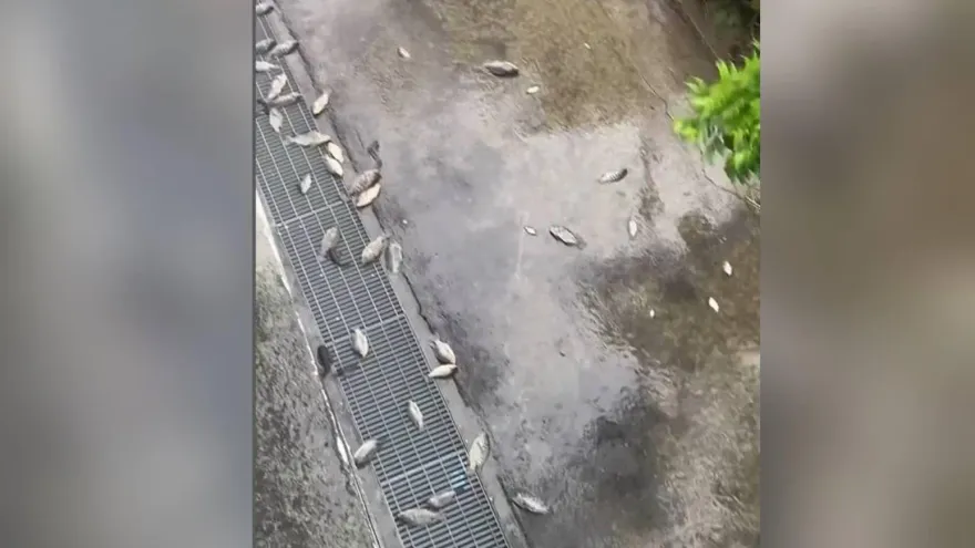 高雄淹水退了！他曝街頭「滿路都是活魚」　網驚：有夠誇張