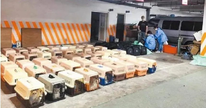 154隻名貴貓全安樂死！「順發886」走私貓市價200萬　3男判刑定讞