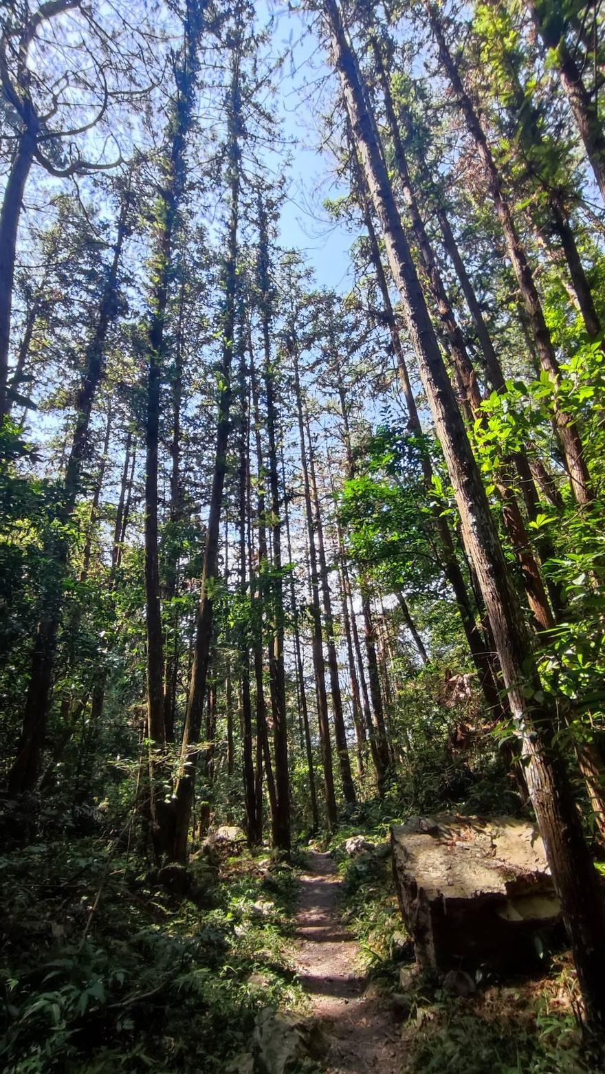 八仙山步道驚傳意外！移民署隊長命危　摸黑搶救中