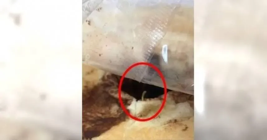 營養午餐麵包有蟲！無良供應商再爆進口雞腿混國產詐獎金　遭起訴求重刑