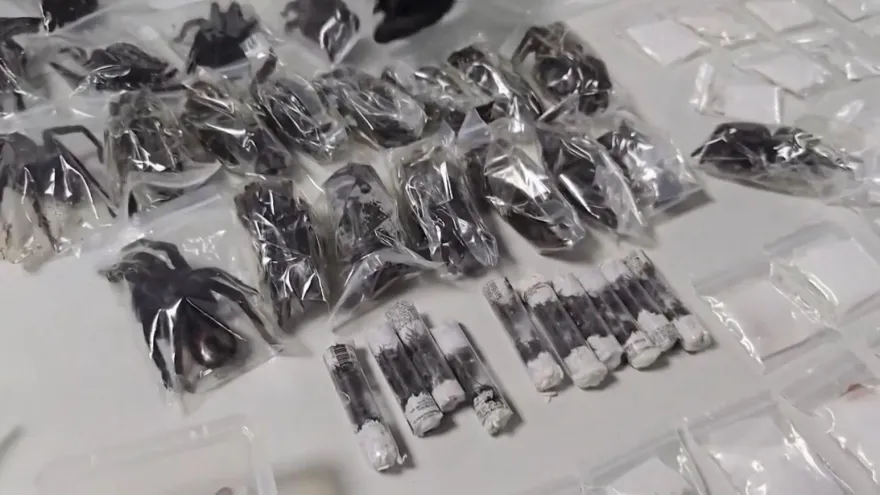 影/玩命走私！韓男身綁「436隻狼蛛、蜈蚣」過海關遭逮　被咬恐致命
