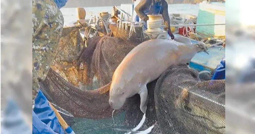 上次發現是88年前　宜蘭漁民捕獲稀有美人魚「儒艮」
