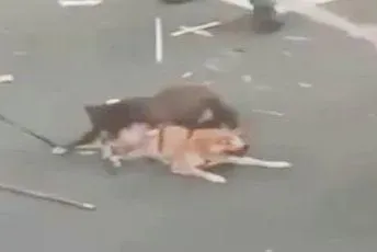 骨灰找到了！比特犬被打死卻不見屍　屏縣府：確定已火化