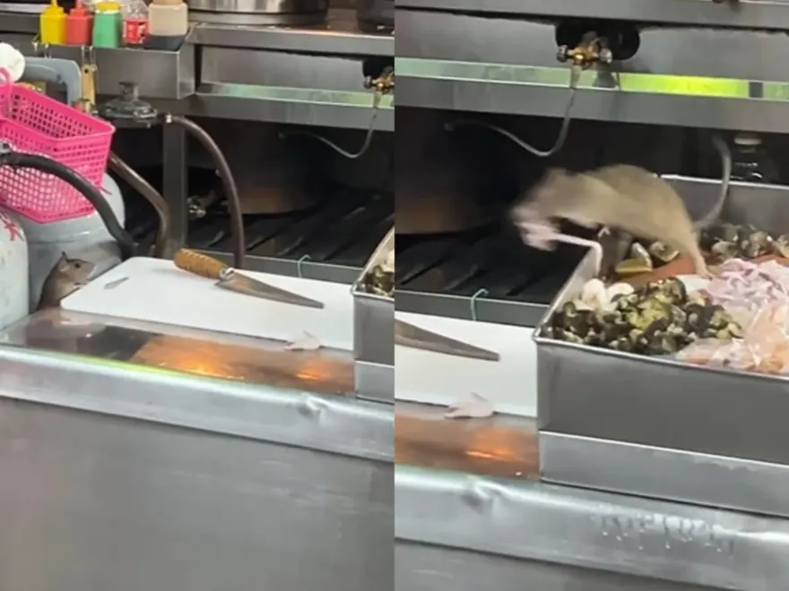 光華夜市驚見料理鼠王！「新鮮透抽」神準叼走　店家曝光