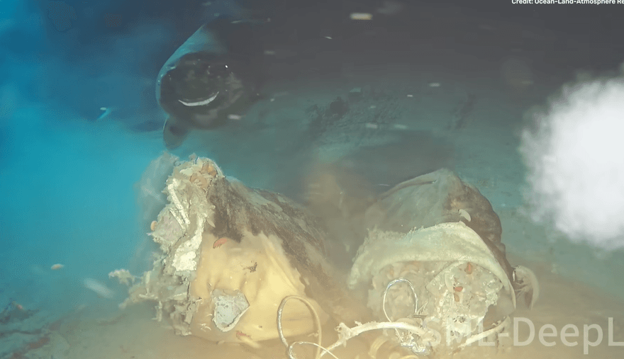 牛屍丟海裡有驚人發現　8頭睡鯊黑暗中浮現撕咬牠