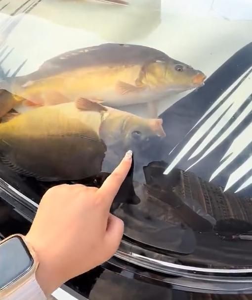 釣魚忘帶桶出奇招！陸男用車頭作「臨時魚缸」惹爭議