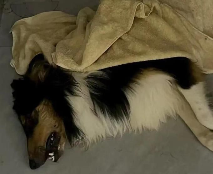陸社區有人「高空扔豬肝」…狗兒舔食慘被毒死　飼主氣炸報警