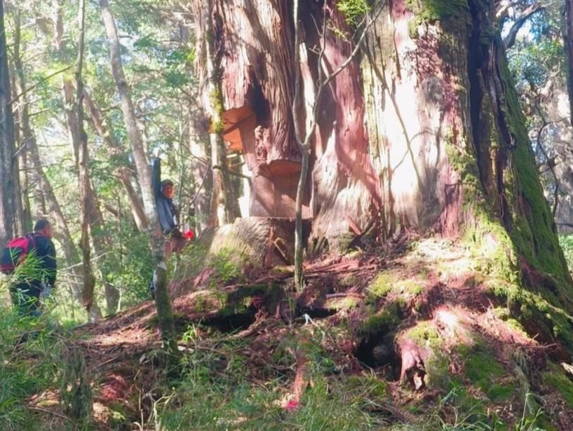南投「馬海濮富士山」遭盜伐　砍樹賊竟是越南山老鼠