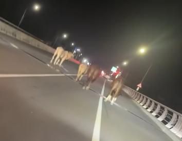 影/南瓜牛車變回？潮州大橋驚見「藍寶堅尼」　駕駛被迫停下