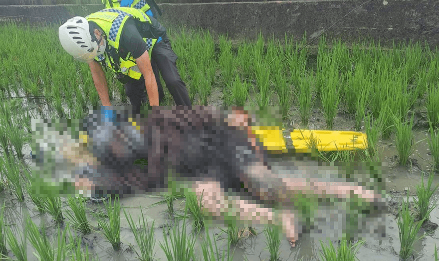 影/苗栗苑裡轎車、機車路口擦撞！女騎士慘噴摔稻田